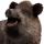 Boar
