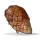 Cooked Chicken