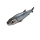 Anchovy