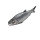 Herring