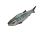 Sardine