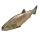 Small Trout