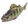Yellow Perch