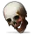 Human Skull