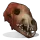 Wolf Skull