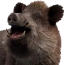 Boar