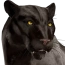 Panther