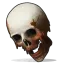 Human Skull