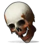 Human Skull