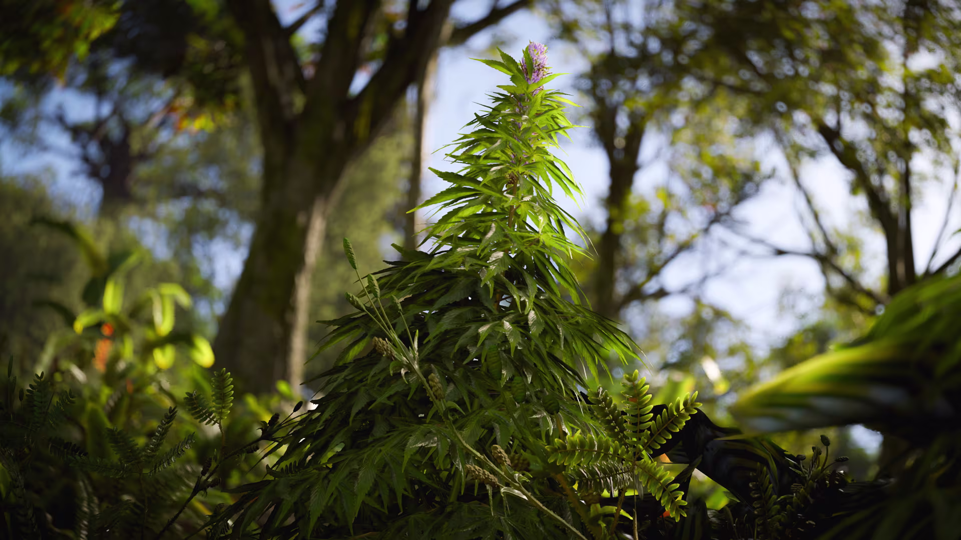 rust_hemp_plant_1080_jpg