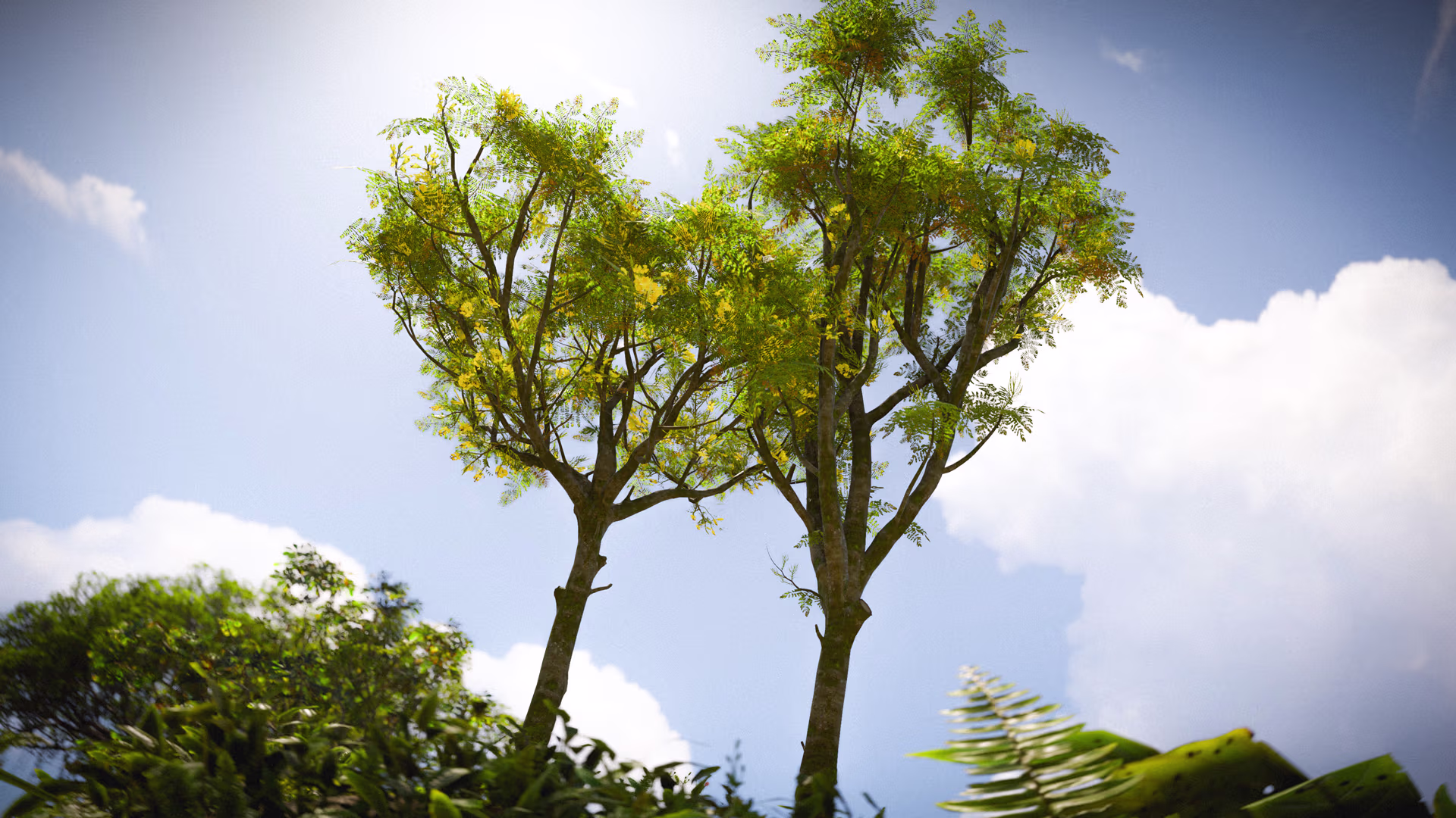 rust_schizolobium_1080_jpg